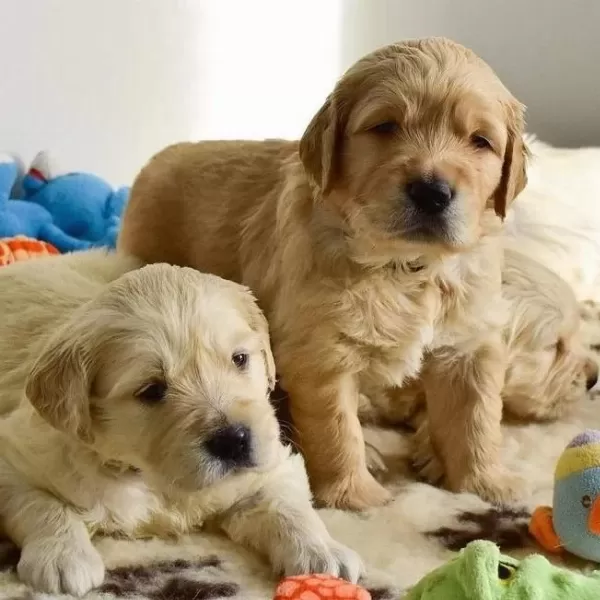 Golden Retriever Yavrulari