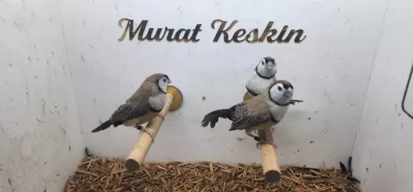 Genç Fawn Baykuş İspinozlar