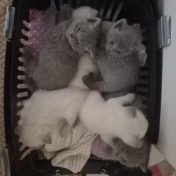 Yavru British Shorthair