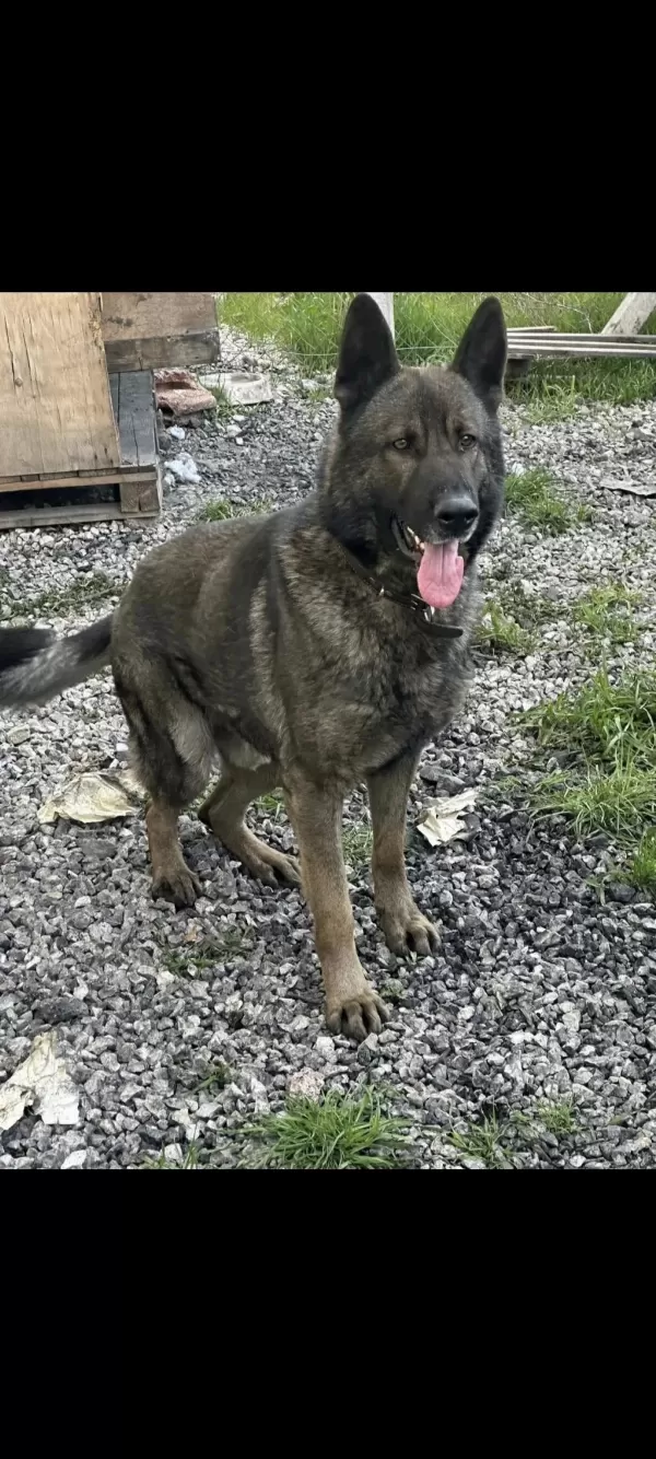K9 Alman Çoban Köpeği