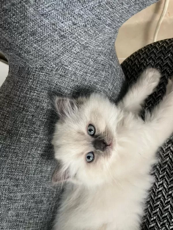 British Shorthair Yavrularımıza Ömürlük Yuva Arıyorum