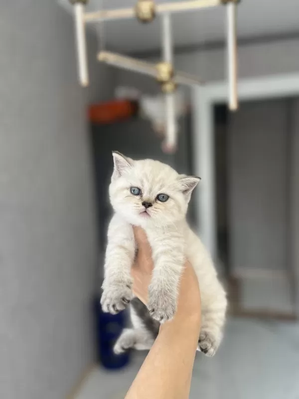 British Shorthair Silver Yavrularim
