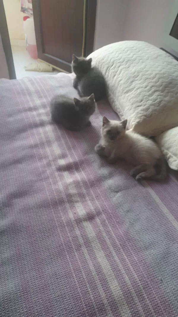 İki Kardeş British Shorthair