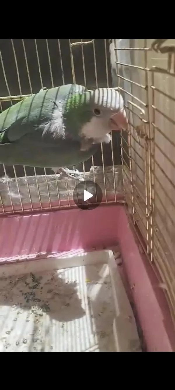 3 Yaşinda Damizlik Erkek Monk