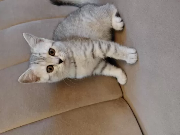 Scottish Straight Silver Tabby Dişi