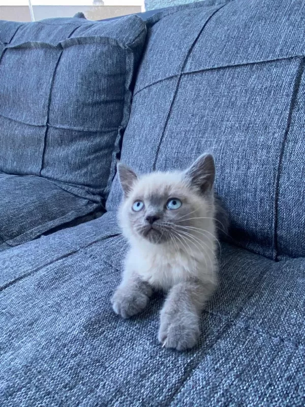 British Shorthair Blue Point Bebekler