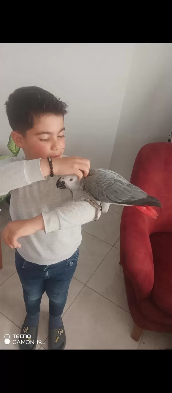 Oğlum Tarafından El Besleme Olarak Büyütülmüş Jako
