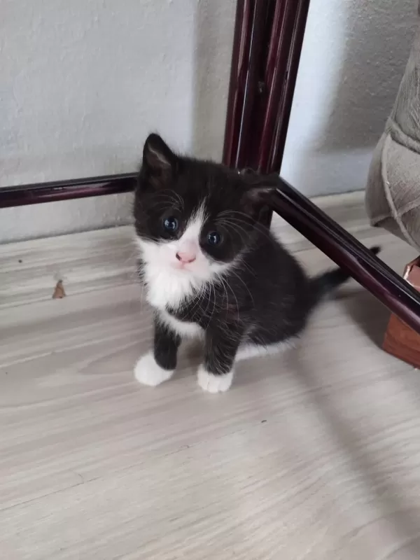 Ömürlük Yuvasını Arayan Kedilerimiz