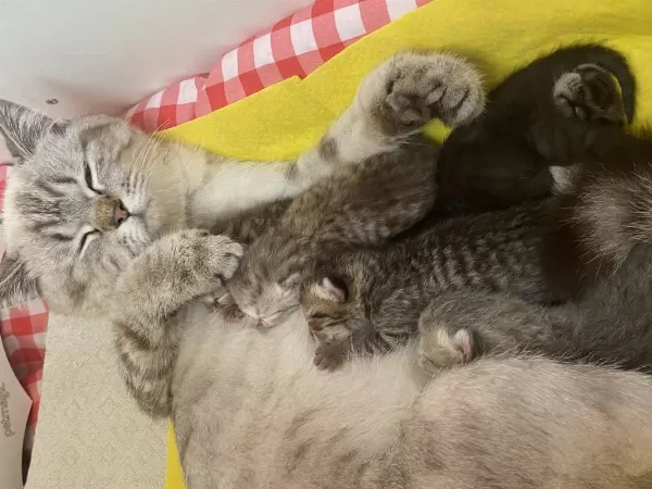 Sağlıklı Yeni Bebek Kediler