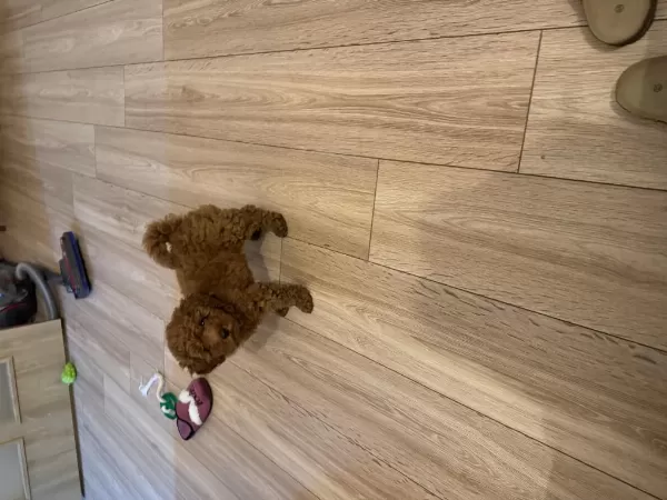 Poodle Sahiplenmek 3 Aylık