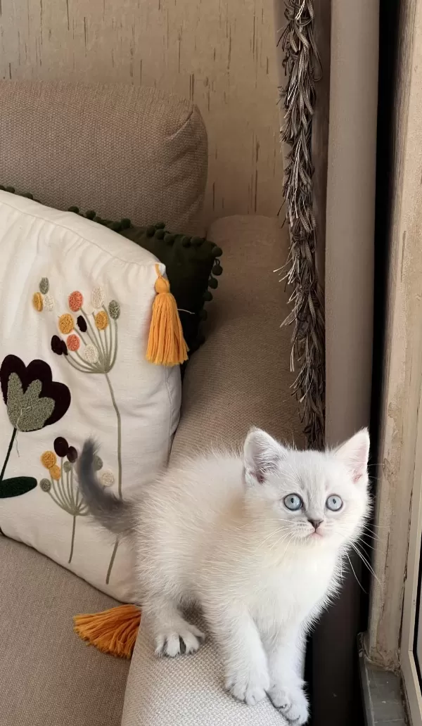 Sevecen Oyuncu British Shorthair Yavrular