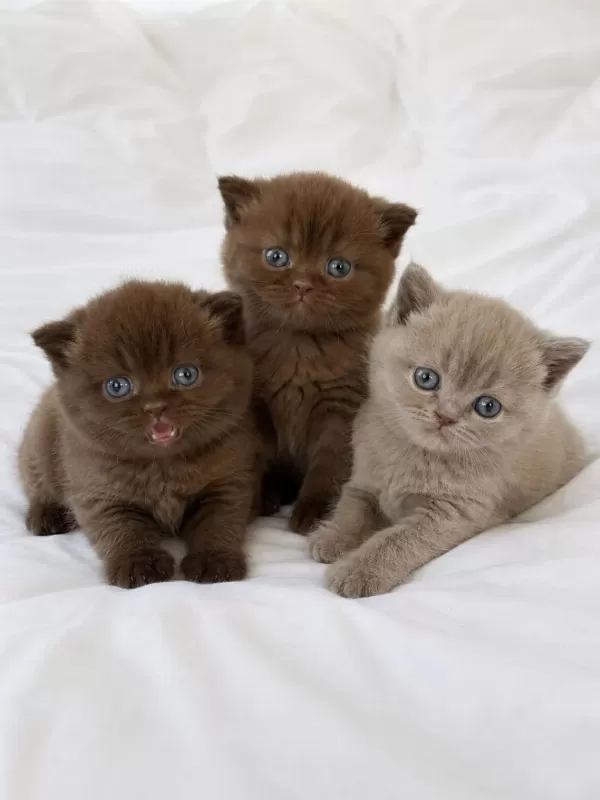 Nadir Özel Renk Chocolate British Shorthair Yavrular
