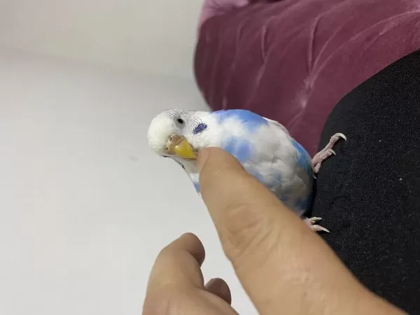 Sağlıklı Muhabbet Kuşlarım