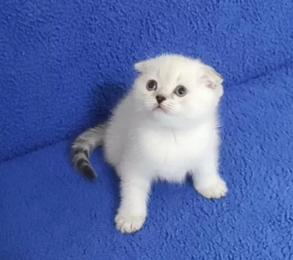 Teslime Hazir Mükemmel Bir Scottish Fold