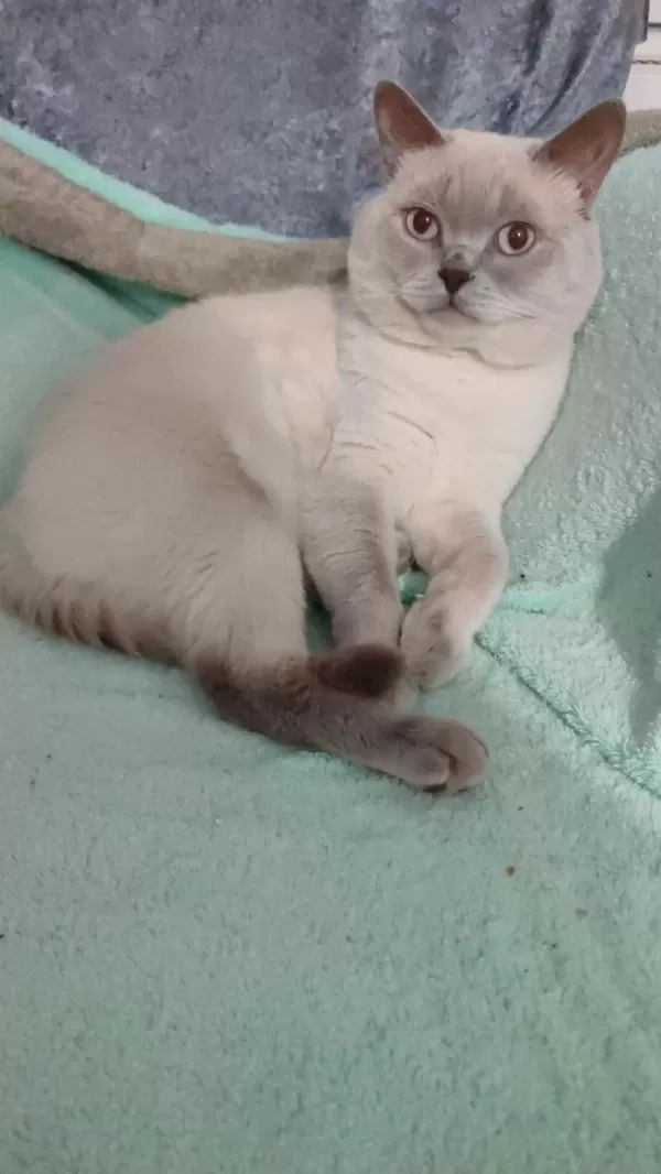 British Golden Tabby Uygun Puanlı
