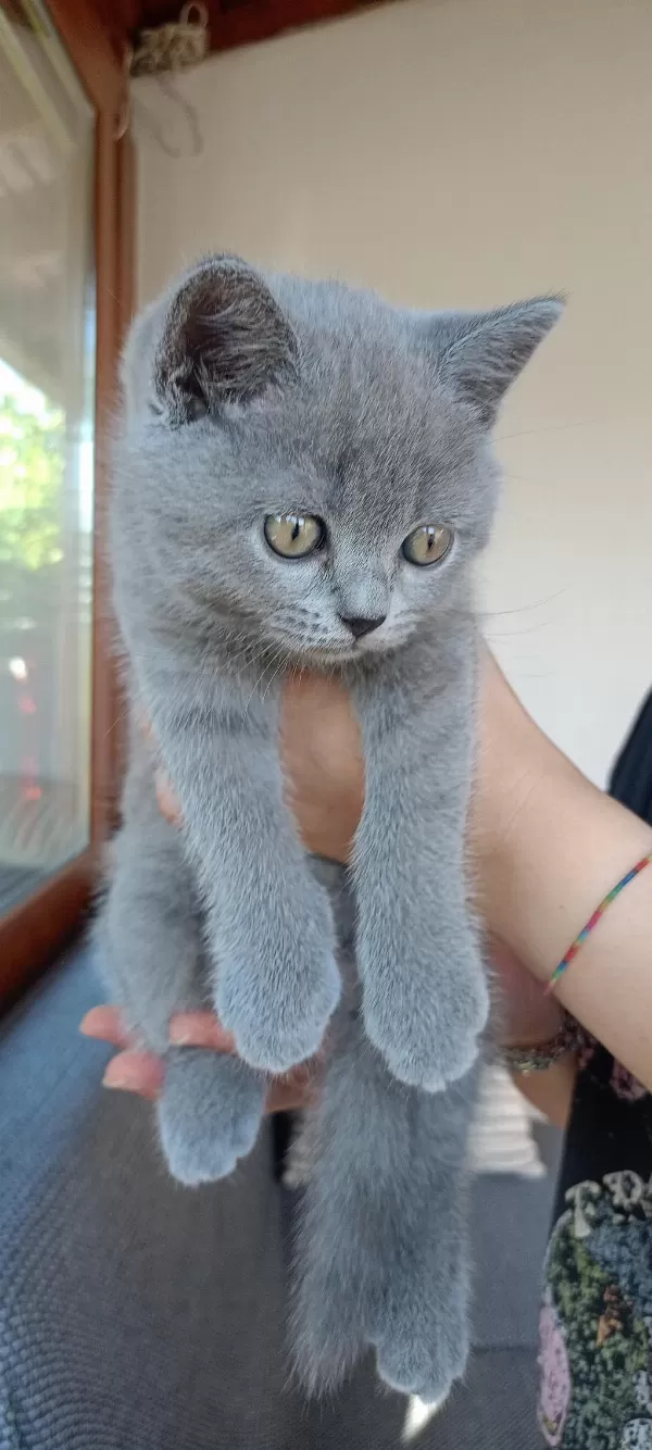 Safkan British Shorthair Yavru