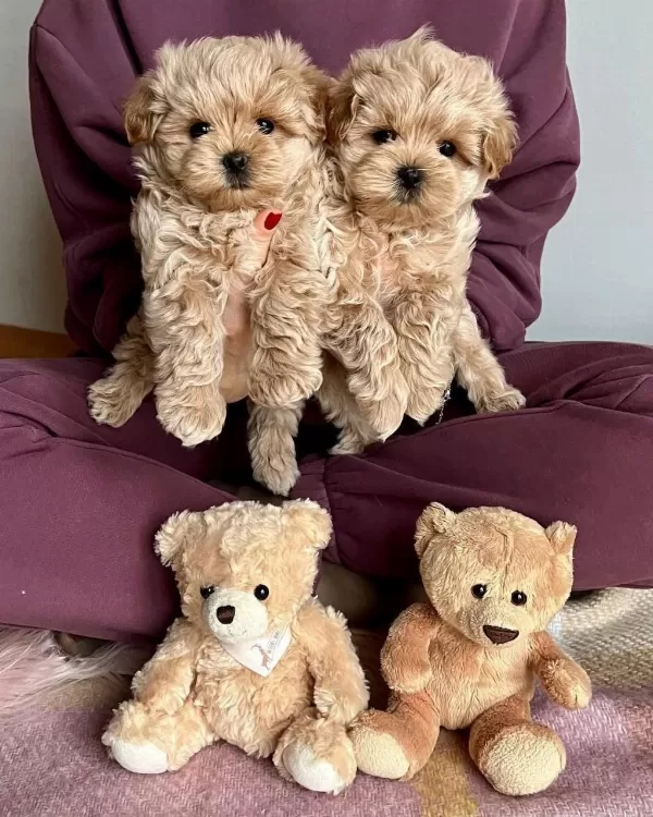 Sevimli Maltipoo Yavrulari