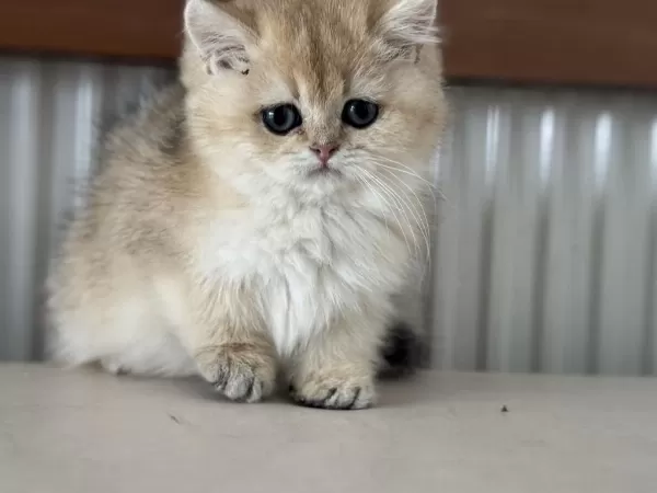 Show Kalite Golden British Shorthair Ve Longhair Yavrular