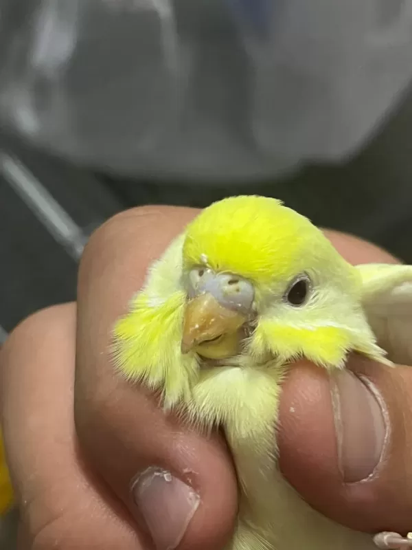 Yeni Yeme Düşmüş Muhabbet Yavrular Ve Takımlar