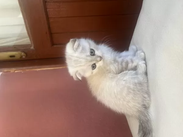 Scottish Fold Yavrulari