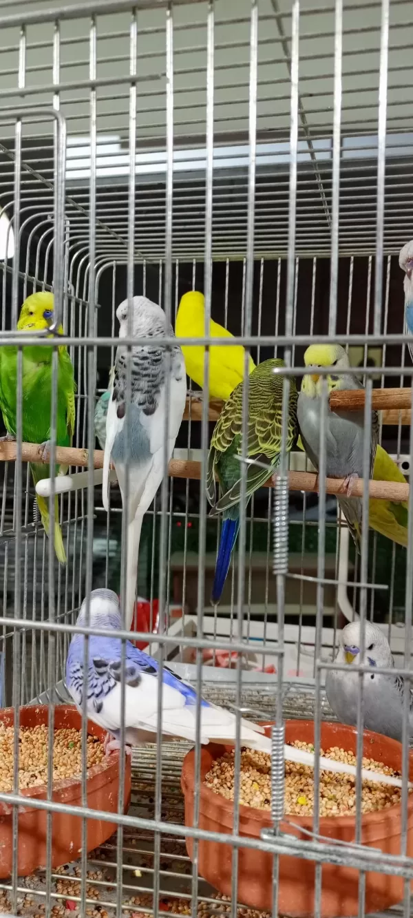 Muhabbet Kuşu 2 Aylık