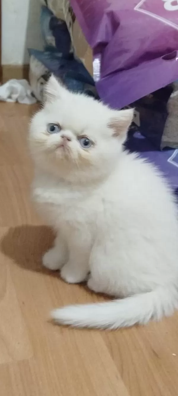 Exotic Shorthair Erkek