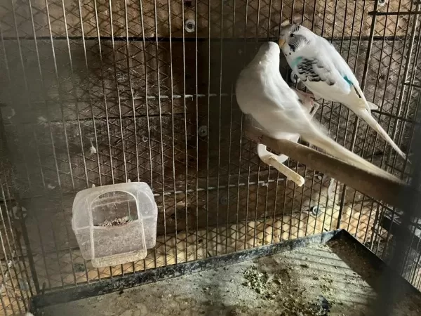 Yavru Garantili Muhabbet Kuşu Takımlar