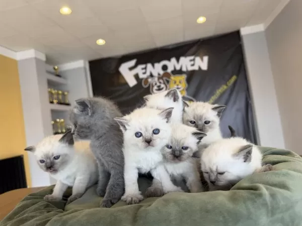 Top Kafa Scottish Fold Yavrulari Fenomen Pet Shop