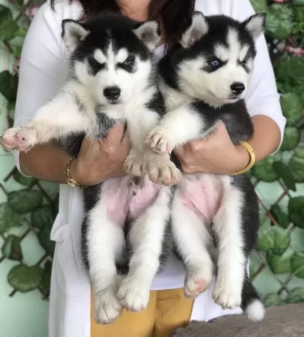 Husky Sibirya Yavrulari