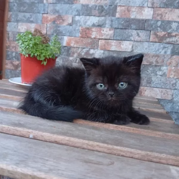 Top Kafa Mavi Gözlü Bombay Nero