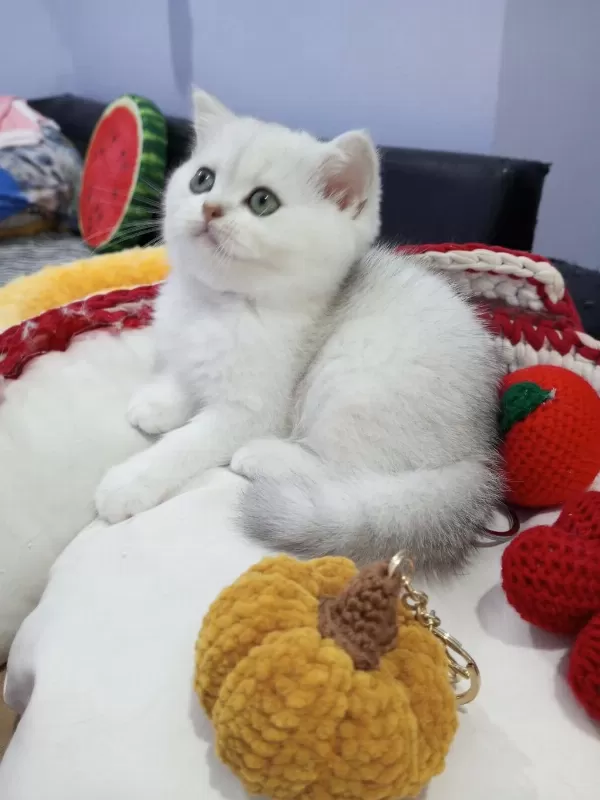 Safkan Dik Ve Düşük Kulak Yavru Kediler Catteryden