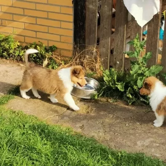 Rough Collie ( Lessie ) Yavrulari