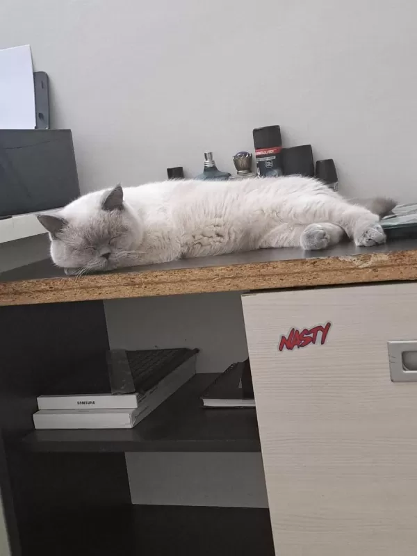 1 Yaşında Erkek British Shorthair Blue Point Kedi