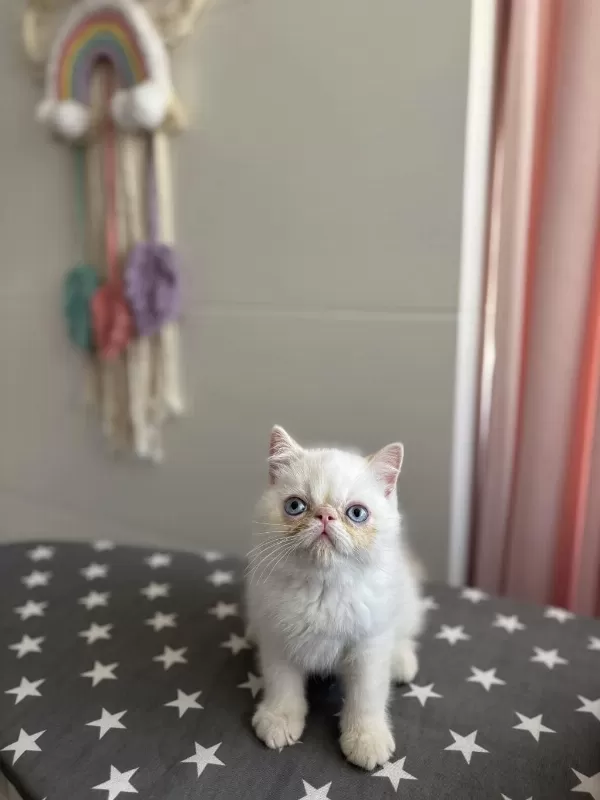 Teslime Hazir Egzotik Shorthair Yavrular