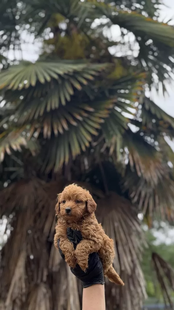 Maltipo Ve Poodle Yavrularımız Yuvalarini Ariyor