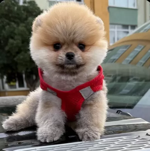 Safkan Pomeranian Boo Bebekler