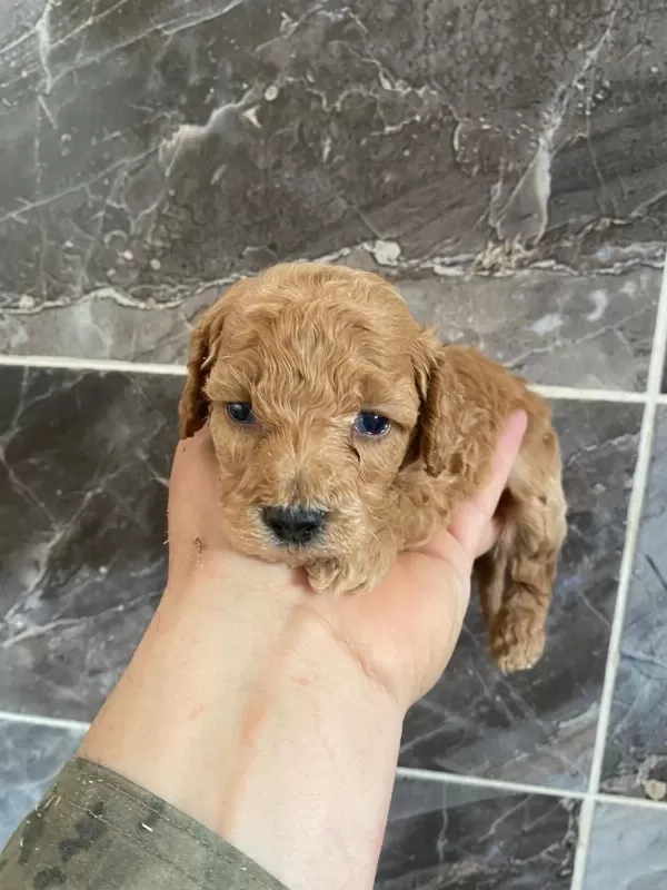 Orjinal Minyatür Toy Poodle