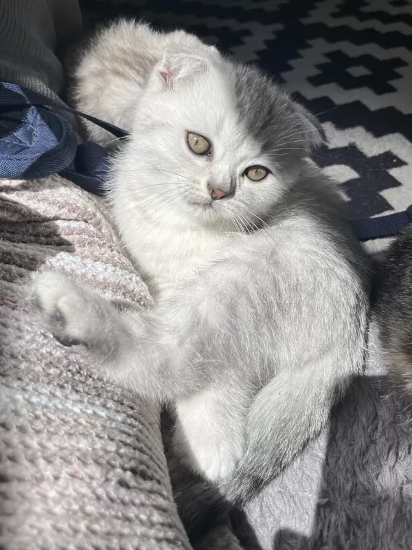 Yavru Scottish Fold Kedisi