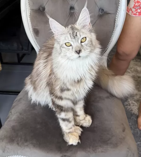 Maine Coon Xxxl Polydactyl Dişi Silver 66/66