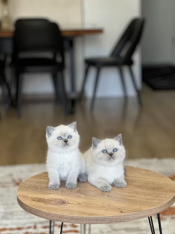 Sevecen Britiah Shorthair Blue Poimt Yavrum
