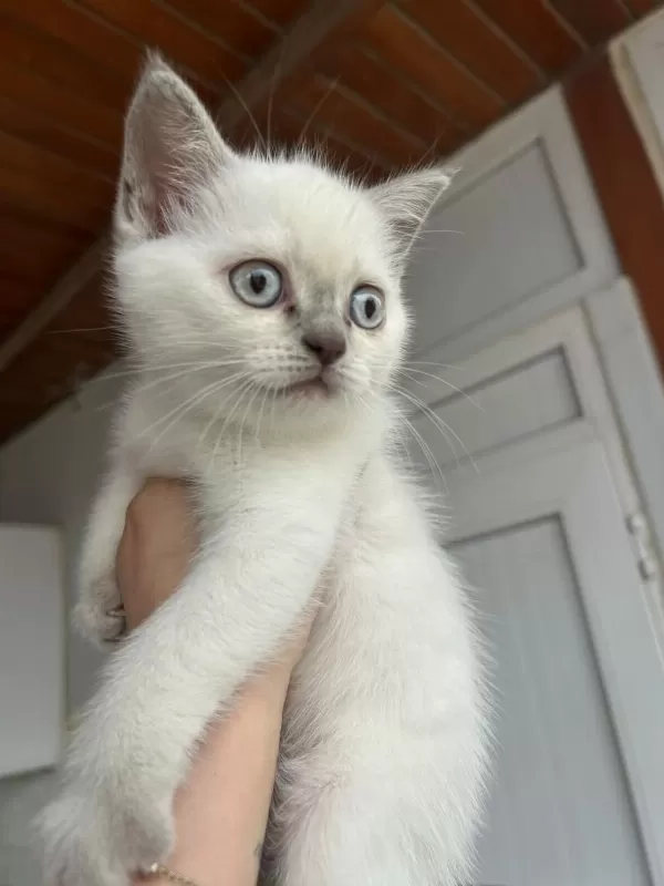 2 Aylık Safkan British Shorthair Yavrular