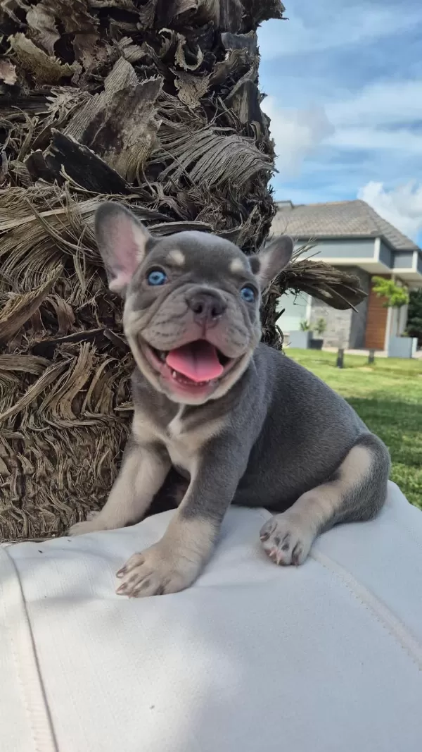 Blue French Bulldog Yavruları İstanbul