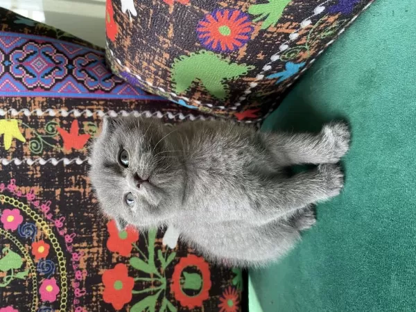 Gri Kırık Kulak Scottish Fold Yavru