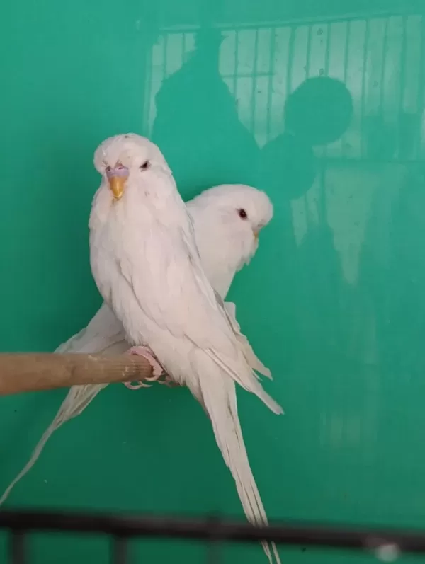 Jumbo Albino Muhabbet Kuşu