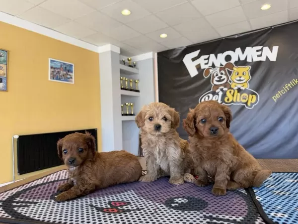 Shoooowwww Kalite Maltipoo Yavrular Ankara Mağazamızda