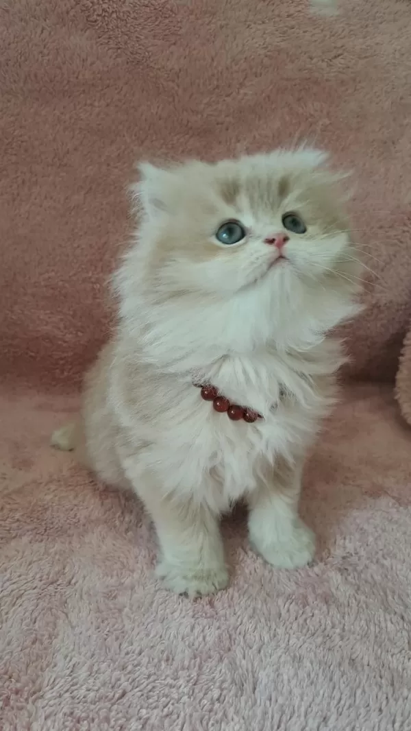 British Longhair Golden Cy12 Erkek