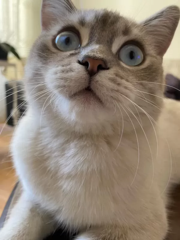Acil Kisirlaştirilmiş Erkek British Shorthair Kirmasi