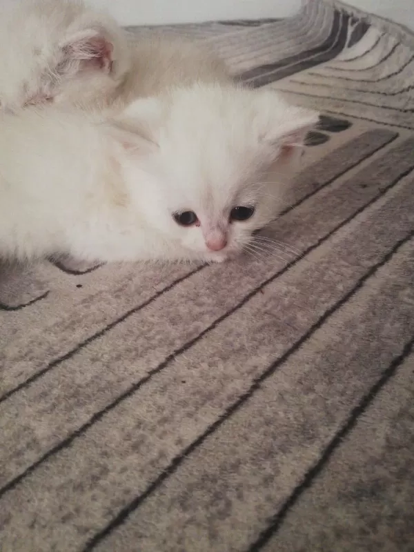 1.5 Aylık British Shorthair Yavrular