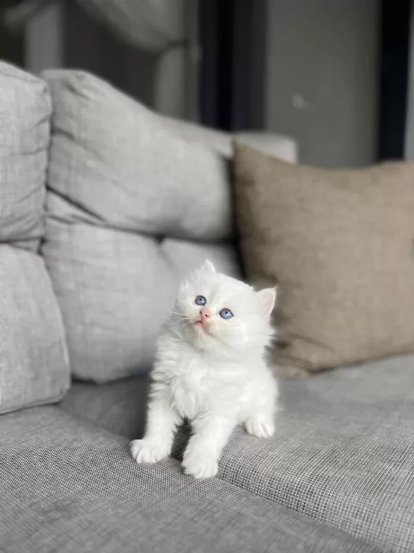 Bebek Yüz British Longhair Yavrularim