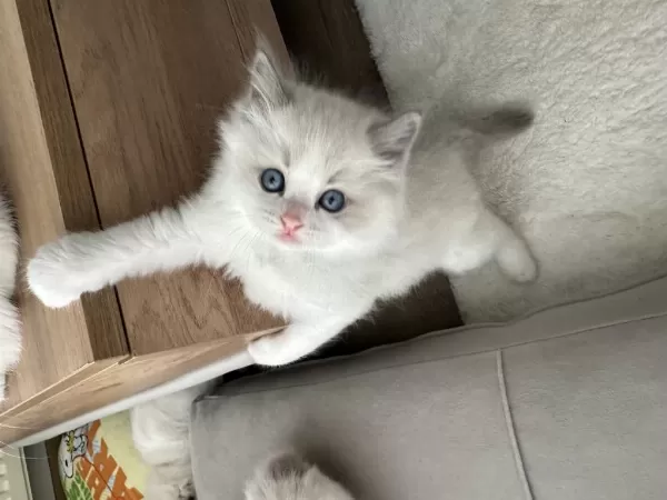 Safkan Ragdoll Yavrular